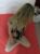 Ankara Lolita Sınırsız Anal Escort Banu - Image 3