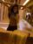 Gerçek Resimli Anal Hariç Sınırsız Ankara Escort Bayan Buket - Image 1